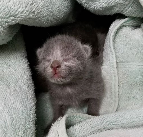 underage kitten