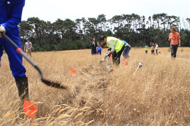 A group of people working in field with tall grass. 
