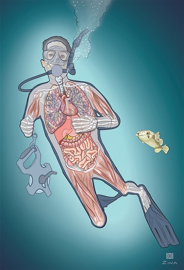 An anatomical illustration of a person underwater.