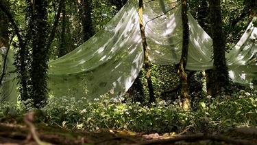 Fabric hanging inside of a forest.