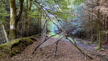 Branches on a forest trail. 