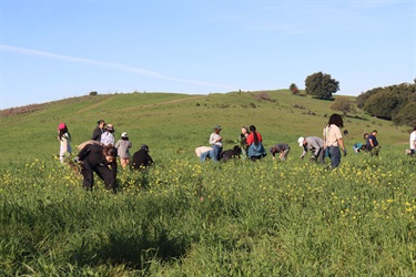 community members pulling black mustard on a hill 