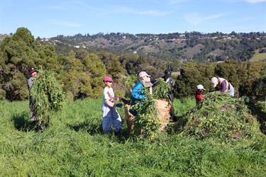 volunteers working together to bag large piles of black mustard 