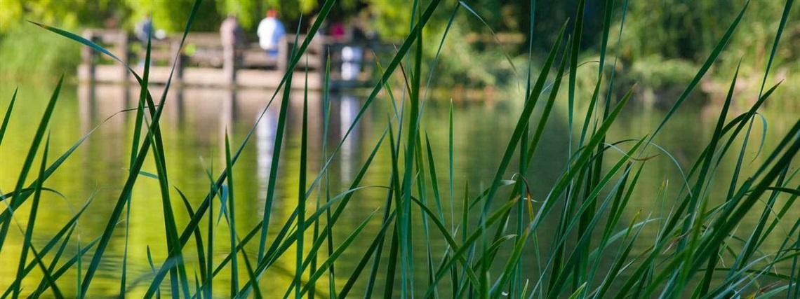 Oakland Lake Temescal