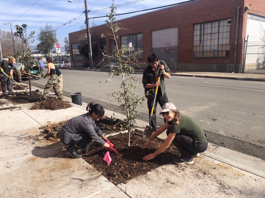 Three people in the process of planting a tree in the area between the sidewalk and the street. In the distance are other people planting sidewalk trees.