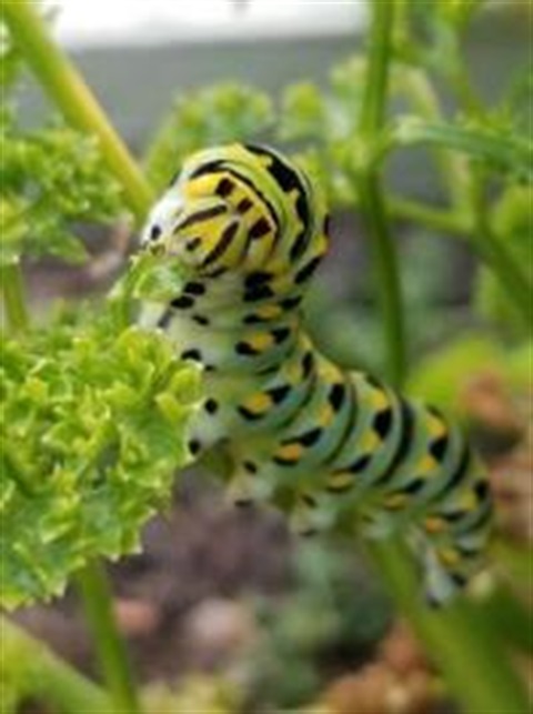 Anise swallowtail butterfly caterpillar